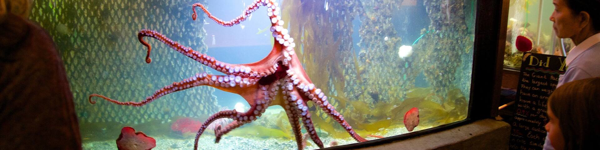 Ucluelet Aquarium featuring marine life as well as children