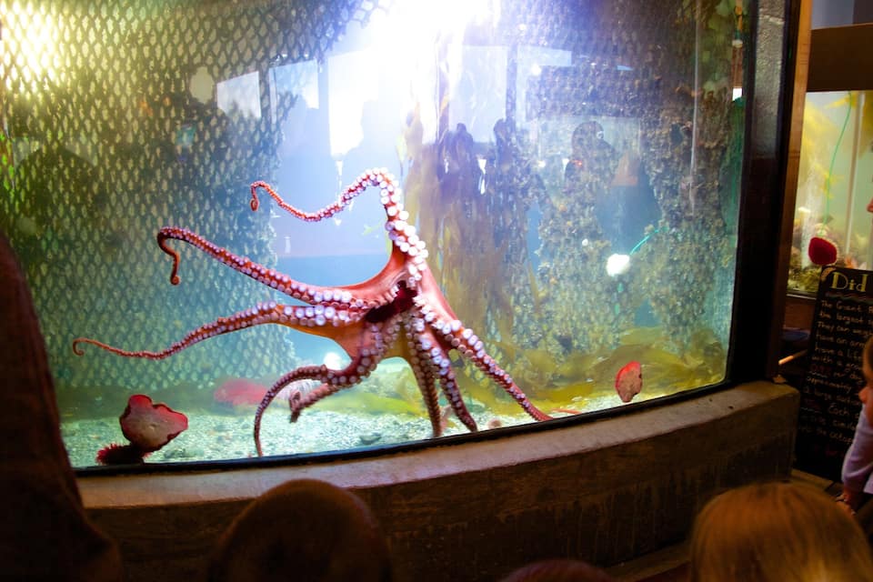 An aquarium with a large octopus.