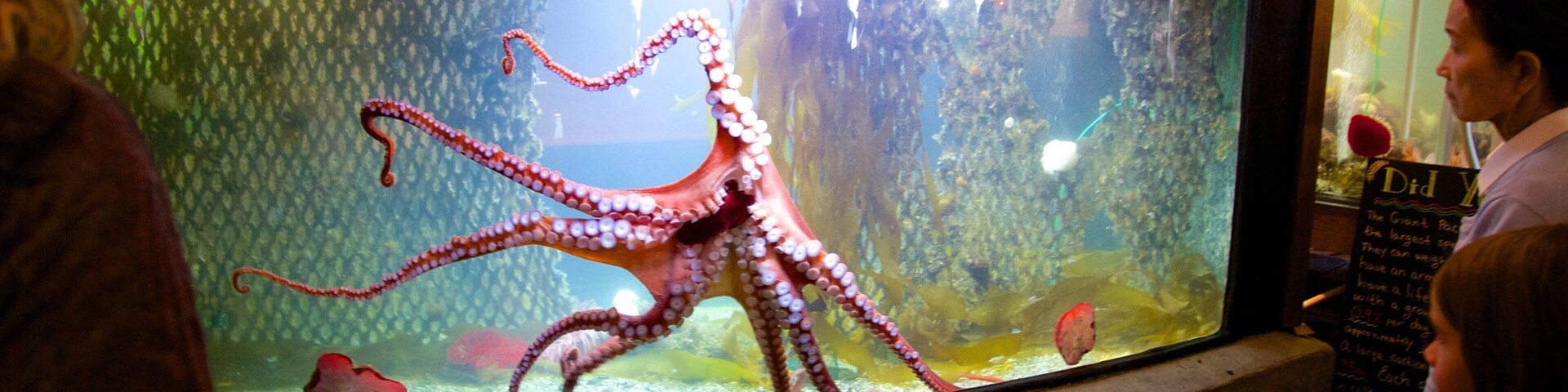 Ucluelet Aquarium featuring marine life as well as children