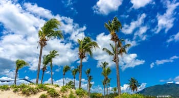 Una playa con palmeras y un cielo azul despejado.