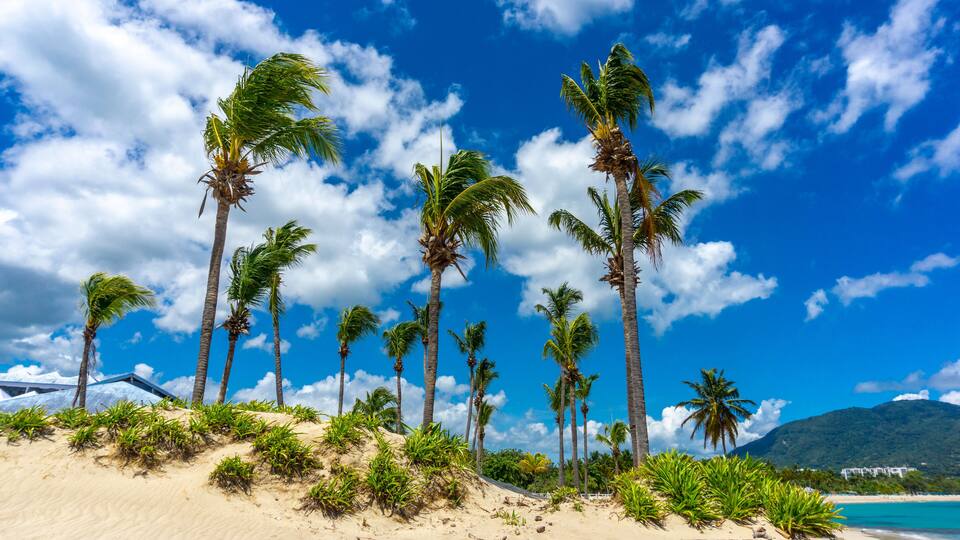 A beach with palm trees and a clear blue sky.