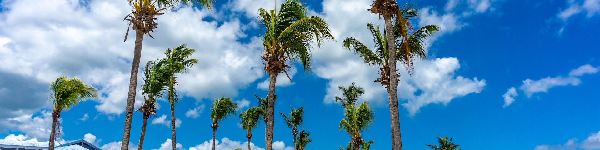 Ein Strand mit Palmen und blauem Himmel.