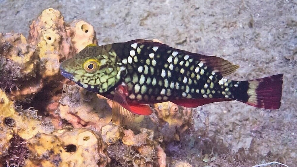 This pretty little parrotfish is still young and might be male or female, but as it ages and grows in size it will ultimately end up male, regardless of how it began life.