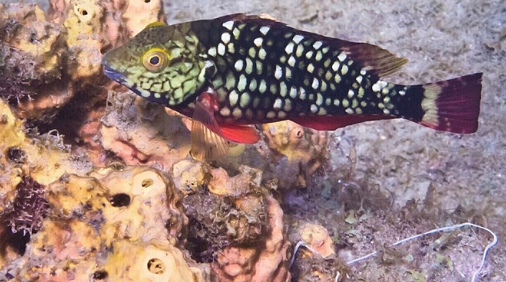 This pretty little parrotfish is still young and might be male or female, but as it ages and grows in size it will ultimately end up male, regardless of how it began life.