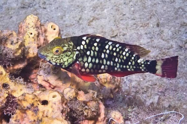 This pretty little parrotfish is still young and might be male or female, but as it ages and grows in size it will ultimately end up male, regardless of how it began life.