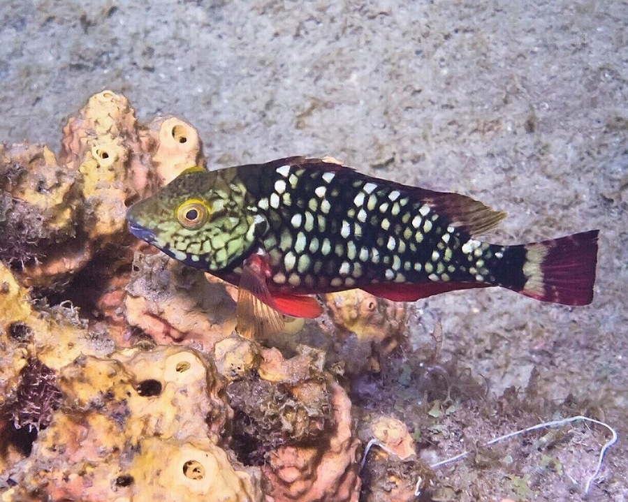 This pretty little parrotfish is still young and might be male or female, but as it ages and grows in size it will ultimately end up male, regardless of how it began life.