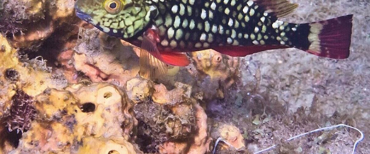 A fish with a spotted pattern swimming near a coral reef.