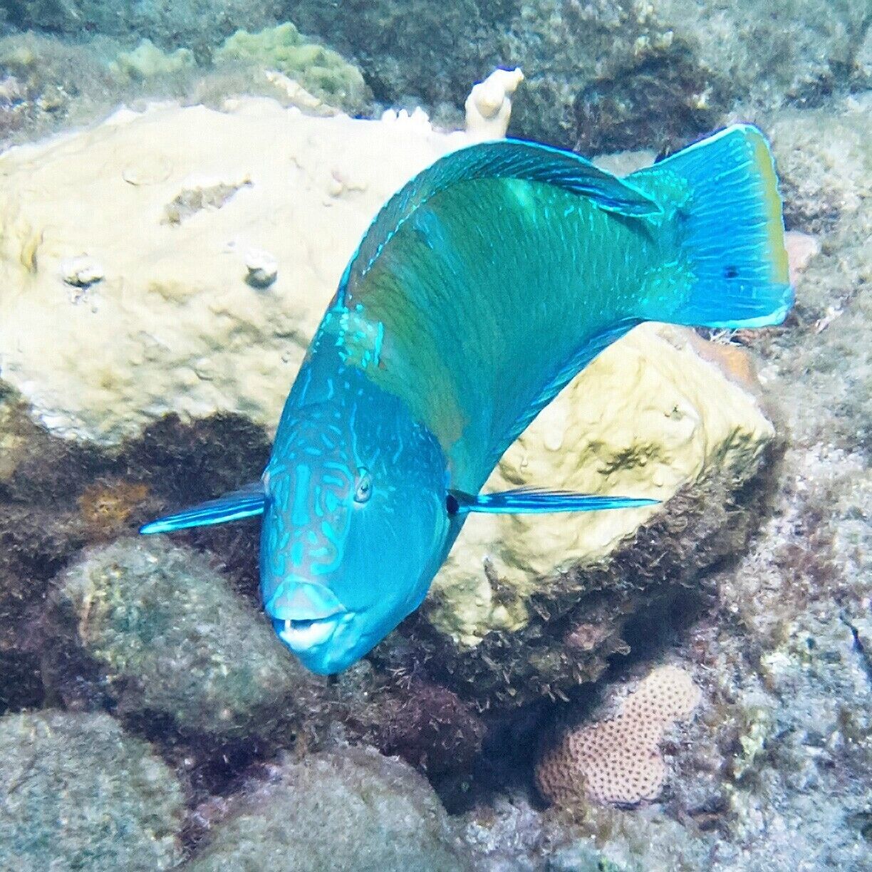 Colorful parrotfish hanging near the bubbling reef.  Not quite an orgy of reef fish, but there's a nice variety.  You can also spot eels, pufferfish, trumpetfish and more.