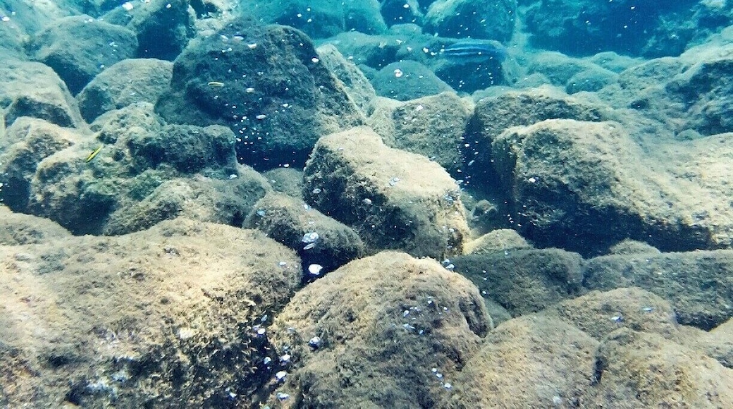 Great snorkeling and scuba diving site, where volcanic gasses seep through the ocean floor. As the name implies, it feels like you are swimming in a glass of Champagne. Best if you can free dive down about 20 feet and hang for a minute, but fun regardless. Short boat ride from Roseau.