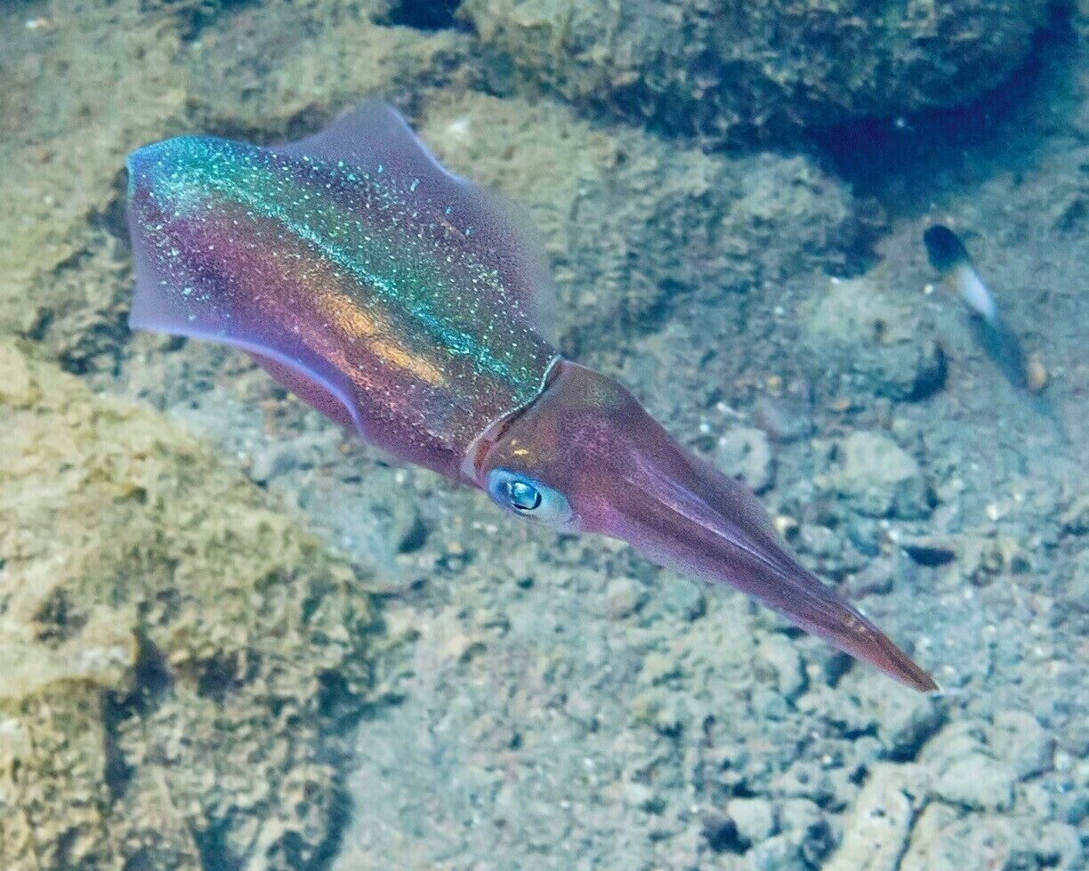 Colorful reef squids are easy to spot here, and they often travel in small schools.  Their undulating fins allow them to travel backward with ease, making it difficult to get a close look.  It can be quite hypnotic to watch them swim around, and if you stay long enough you might even catch them talking to one another by flashing colors or changing skin patterns.