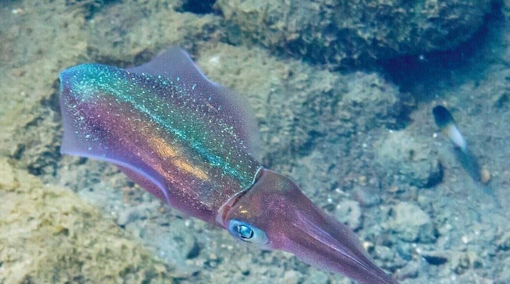 Colorful reef squids are easy to spot here, and they often travel in small schools. Their undulating fins allow them to travel backward with ease, making it difficult to get a close look. It can be quite hypnotic to watch them swim around, and if you stay long enough you might even catch them talking to one another by flashing colors or changing skin patterns.