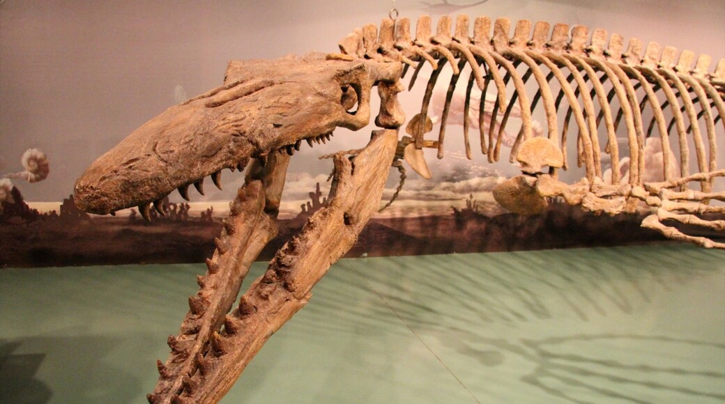 Canadian Fossil Discovery Centre featuring interior views