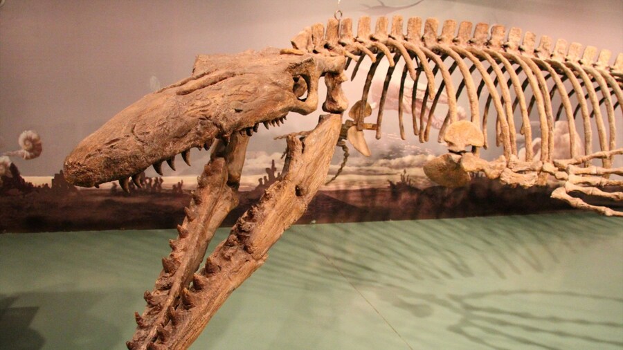 Canadian Fossil Discovery Centre, Morden, Manitoba, Canada og byder på interiør