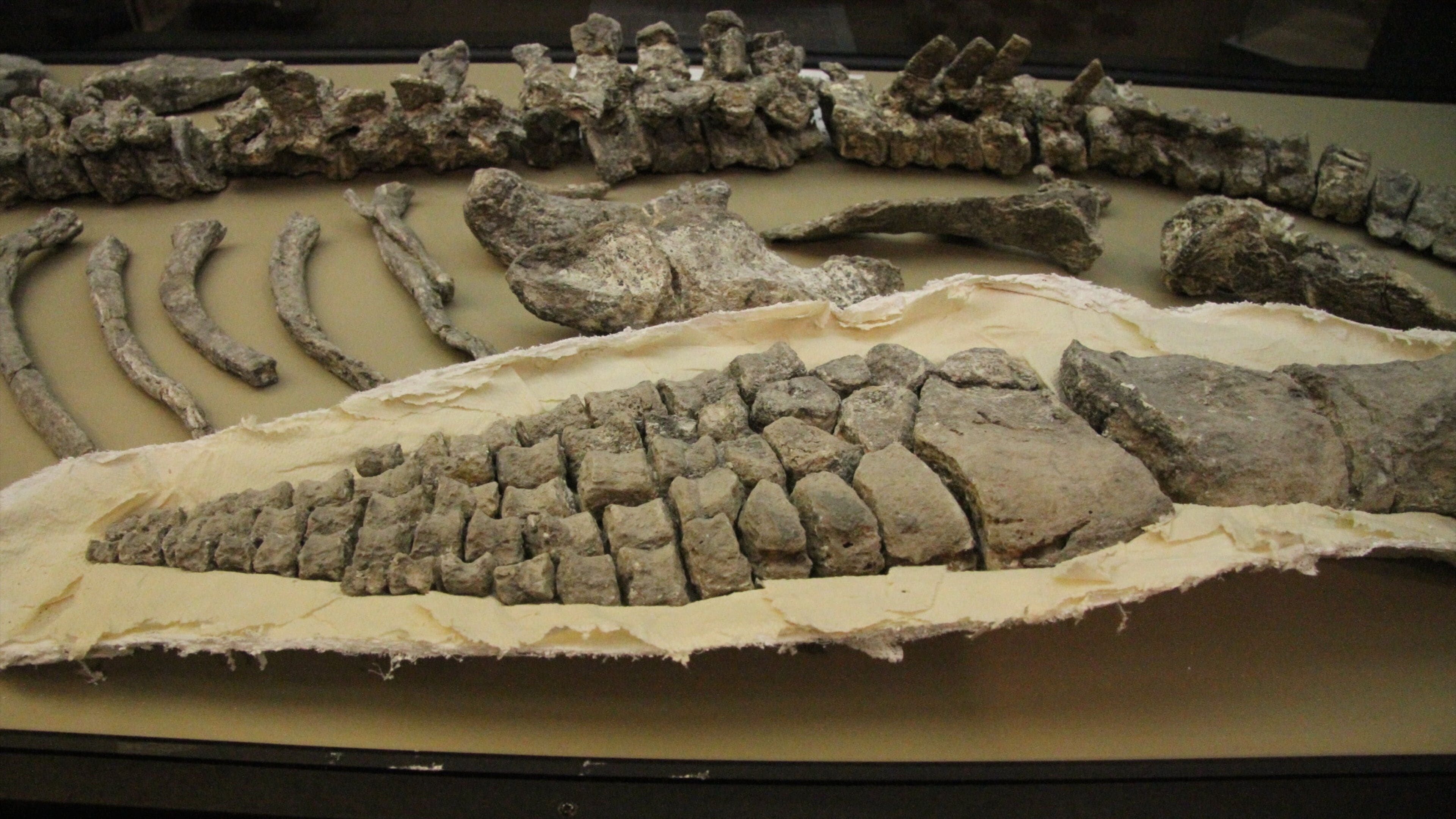 Canadian Fossil Discovery Centre