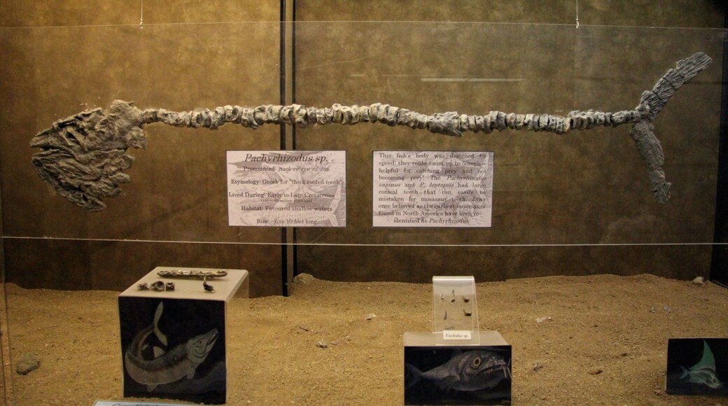 Canadian Fossil Discovery Centre showing interior views