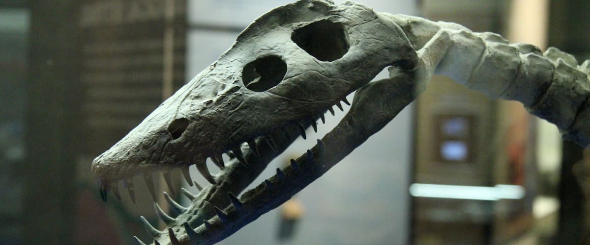 A dinosaur skull exhibit.