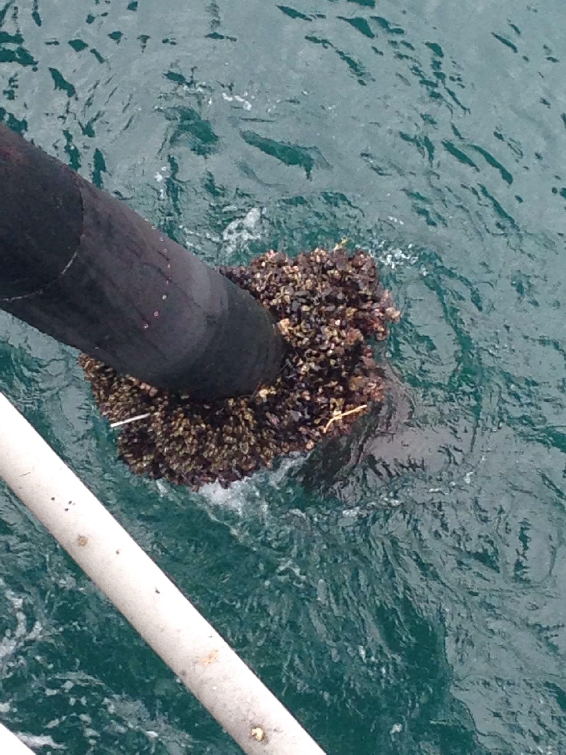 Some sort of growth on the post of the pier. 