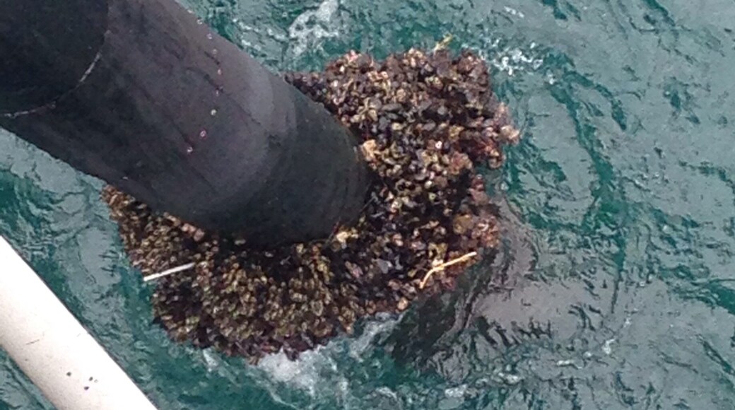 Some sort of growth on the post of the pier.
