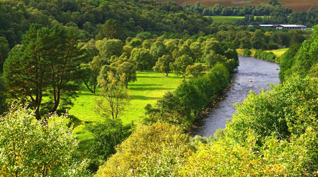 Trees At The River Avon