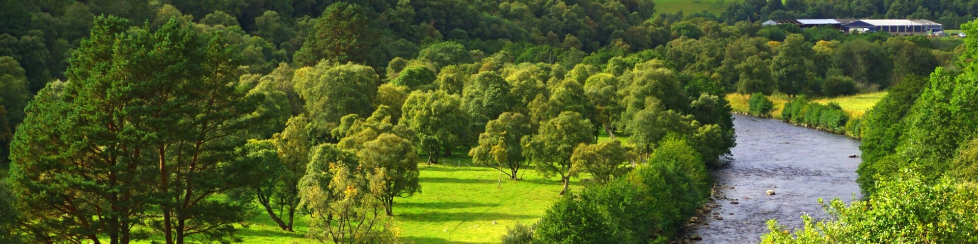 Trees At The River Avon