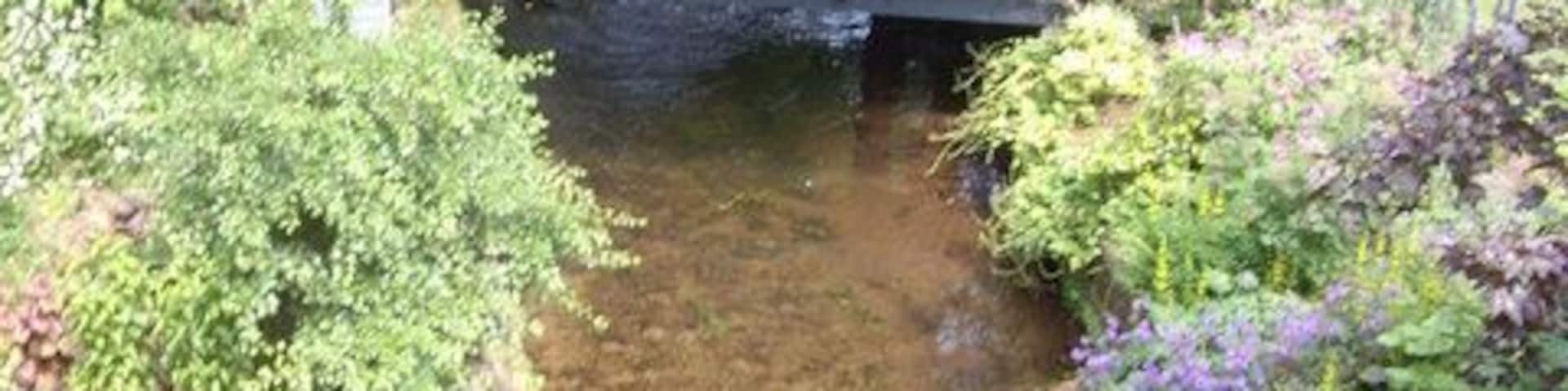 A clear stream with a wooden bridge, surrounded by lush greenery and a stone wall.