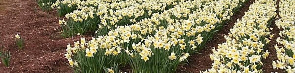 Bulb Fields and Little Thornton. Rows of daffodils (or narcissi) in full bloom, with Little Thornton beyond, looking towards the foothills of the Grampians.