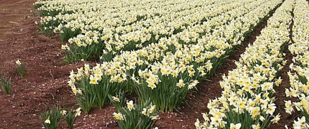 Bulb Fields and Little Thornton. Rows of daffodils (or narcissi) in full bloom, with Little Thornton beyond, looking towards the foothills of the Grampians.
