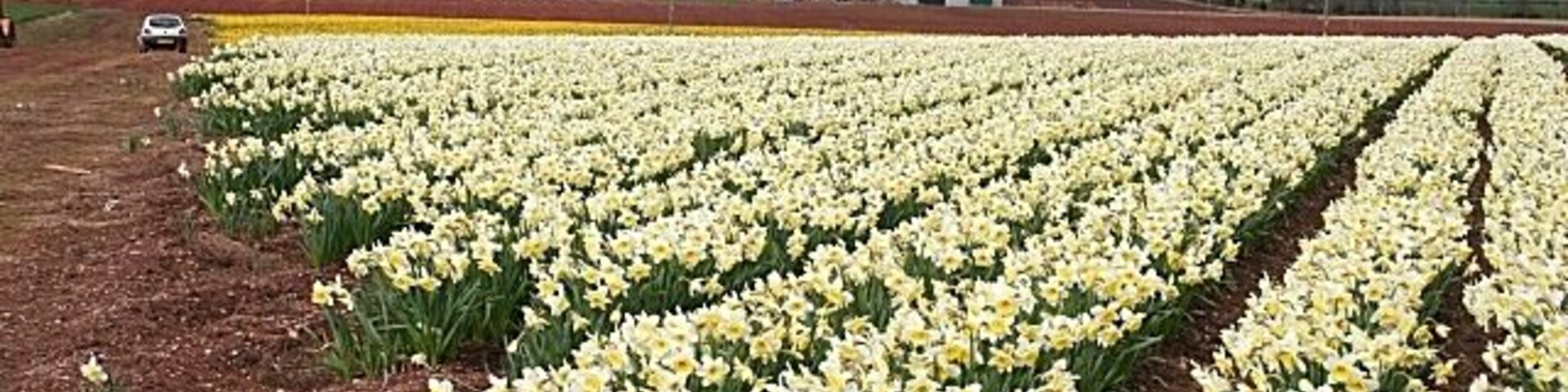 Bulb Fields and Little Thornton. Rows of daffodils (or narcissi) in full bloom, with Little Thornton beyond, looking towards the foothills of the Grampians.