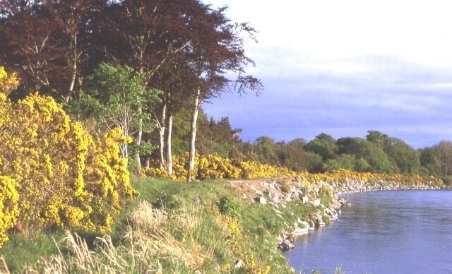 A riverbank with yellow flowering trees and a rocky shoreline.