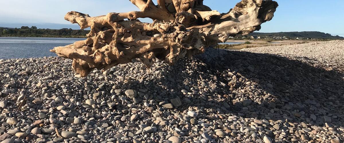Tree on spey bay