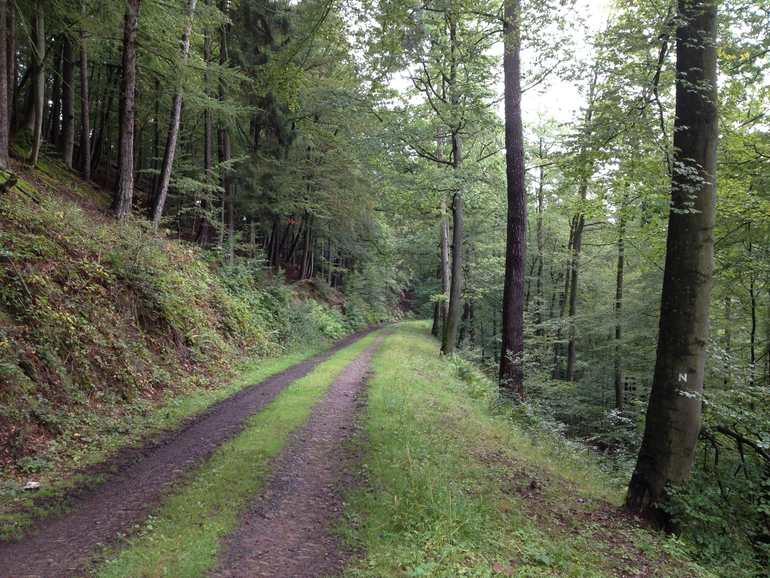 Der Nieste-Werra-Weg (N) zwischen dem Naturfreundehaus Steinberg und Glashütte, einem Ortsteil von Ziegenhagen, in Höhe der Steinbergswiesen (vom Wanderweg nicht sichtbar) auf einem befestigten Forstweg