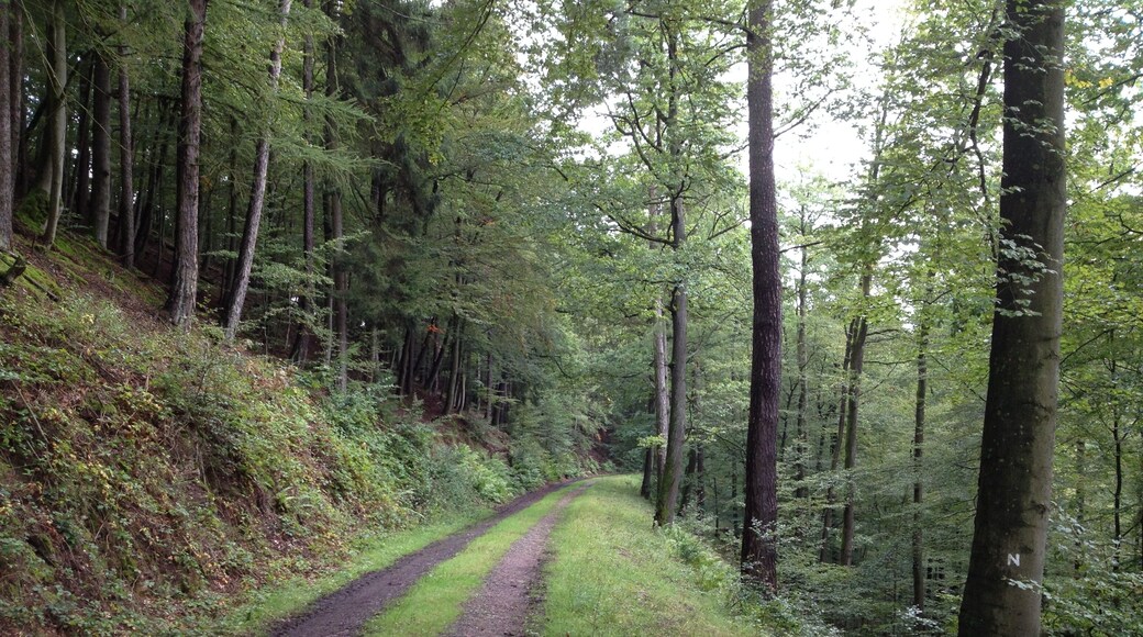 Der Nieste-Werra-Weg (N) zwischen dem Naturfreundehaus Steinberg und Glashütte, einem Ortsteil von Ziegenhagen, in Höhe der Steinbergswiesen (vom Wanderweg nicht sichtbar) auf einem befestigten Forstweg