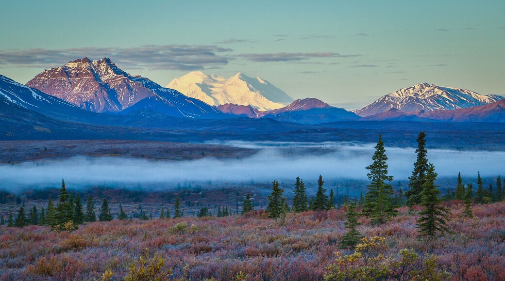 Foggy morning in Denali national park, Alaska