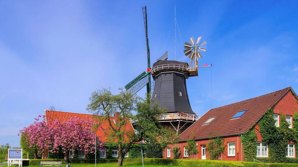 A traditional windmill with a red-roofed house and blooming pink trees in the foreground.