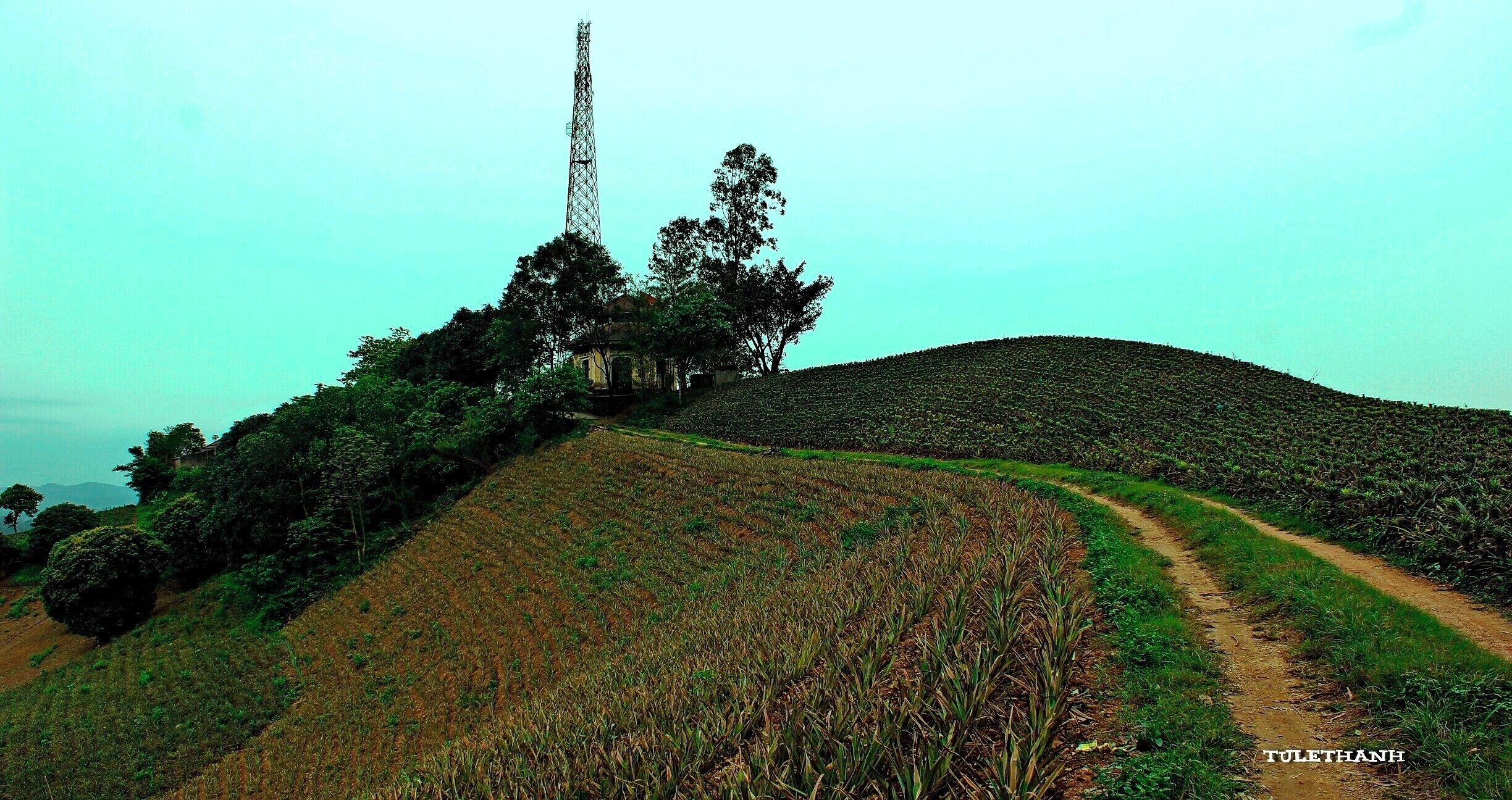 A hilly landscape with a dirt path, a tall communication tower, and a field of crops.