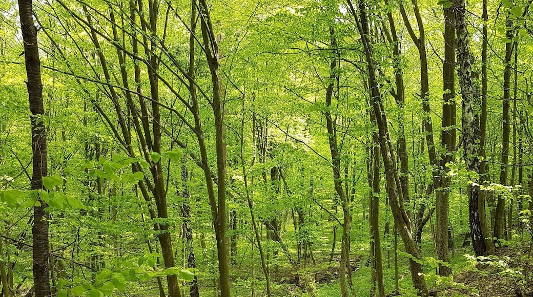 Hiking trip, crossing the Slovakian forest heading to Tatra Mountains (part of Carpathians Mountains)