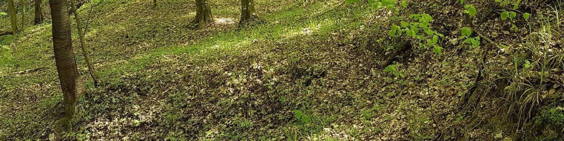 Hiking trip, crossing the Slovakian forest heading to Tatra Mountains (part of Carpathians Mountains)