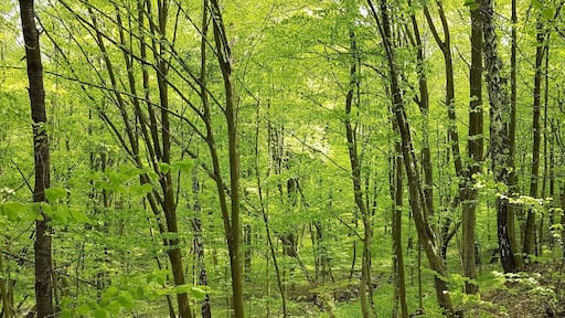 Hiking trip, crossing the Slovakian forest heading to Tatra Mountains (part of Carpathians Mountains)