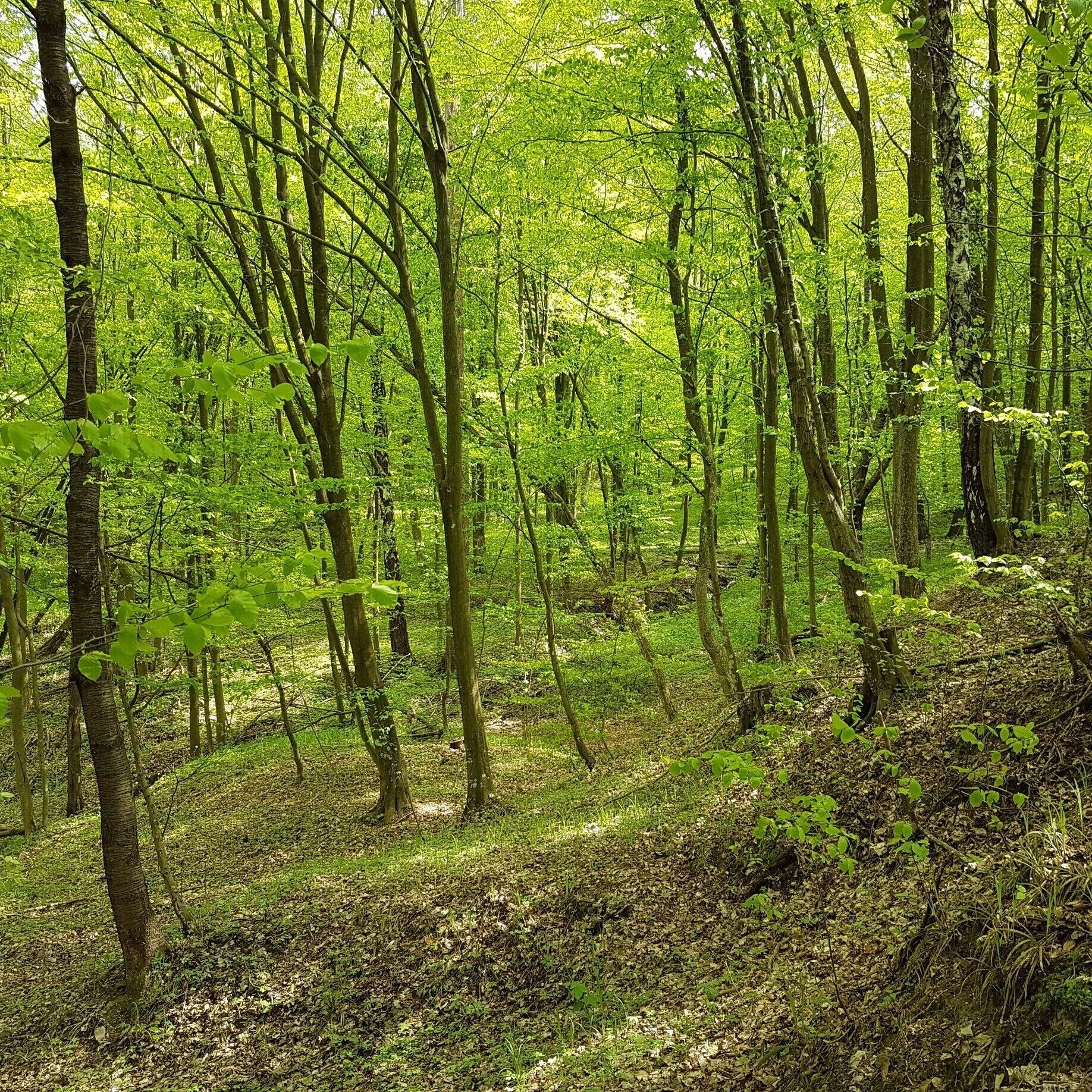 A dense forest with tall trees and a ground covered in green foliage.
