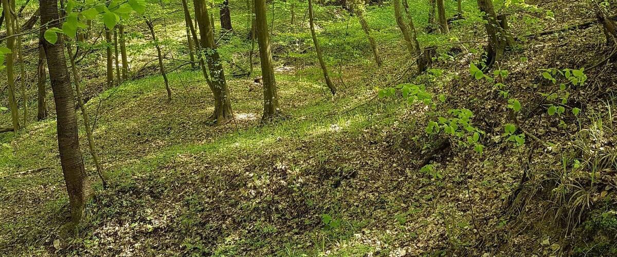 A dense forest with tall trees and a ground covered in green foliage.