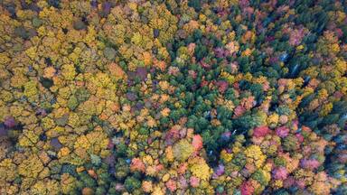Beautiful aerial views of autumn fall foliage landscape in Wentworth valley, Nova Scotia. Autumn colors of Nova Scotia, Canada