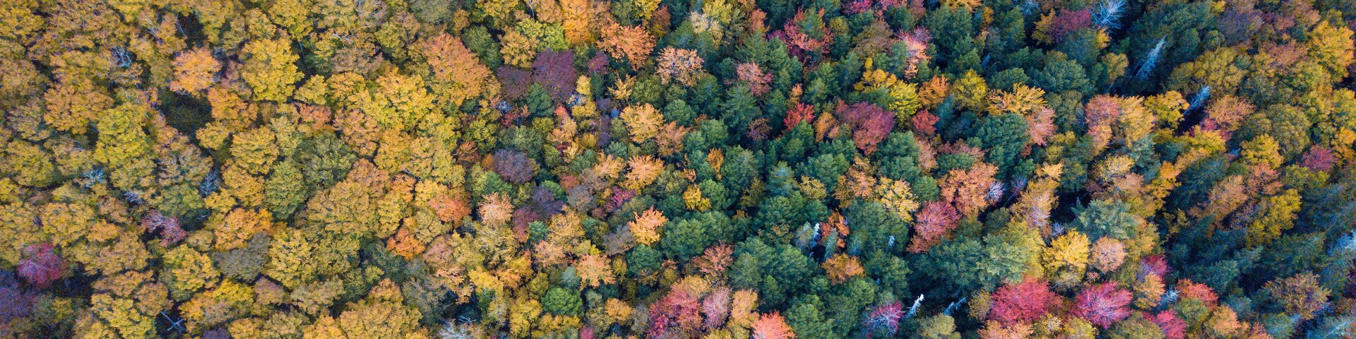 Beautiful aerial views of autumn fall foliage landscape in Wentworth valley, Nova Scotia. Autumn colors of Nova Scotia, Canada