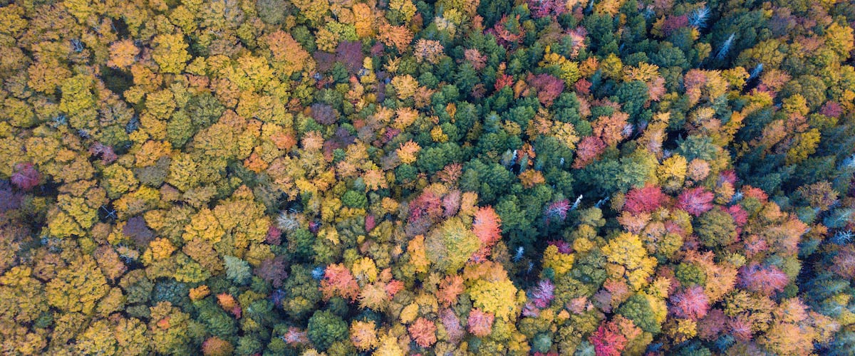 An aerial view of a dense forest with a variety of autumn foliage colors.