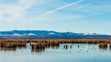 A lake with ducks, surrounded by tall grasses and mountains with snow-capped peaks in the background.