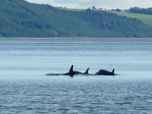 Three orcas swimming in a calm body of water with a forested hillside in the background.
