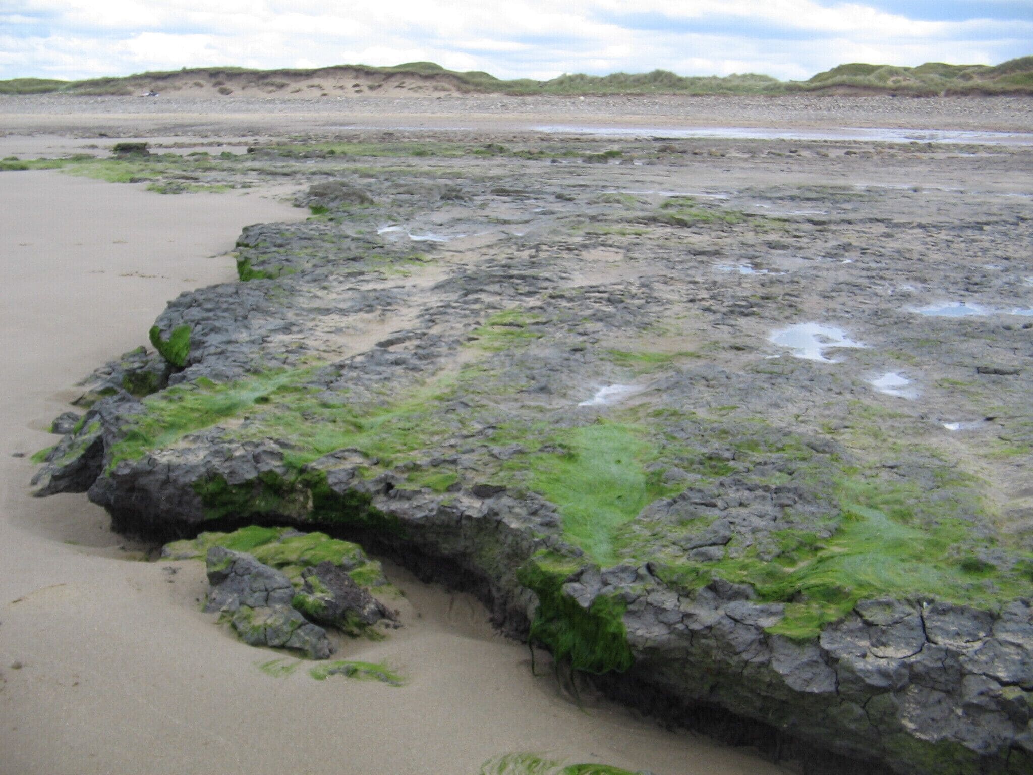 peet bed Kenfig beach