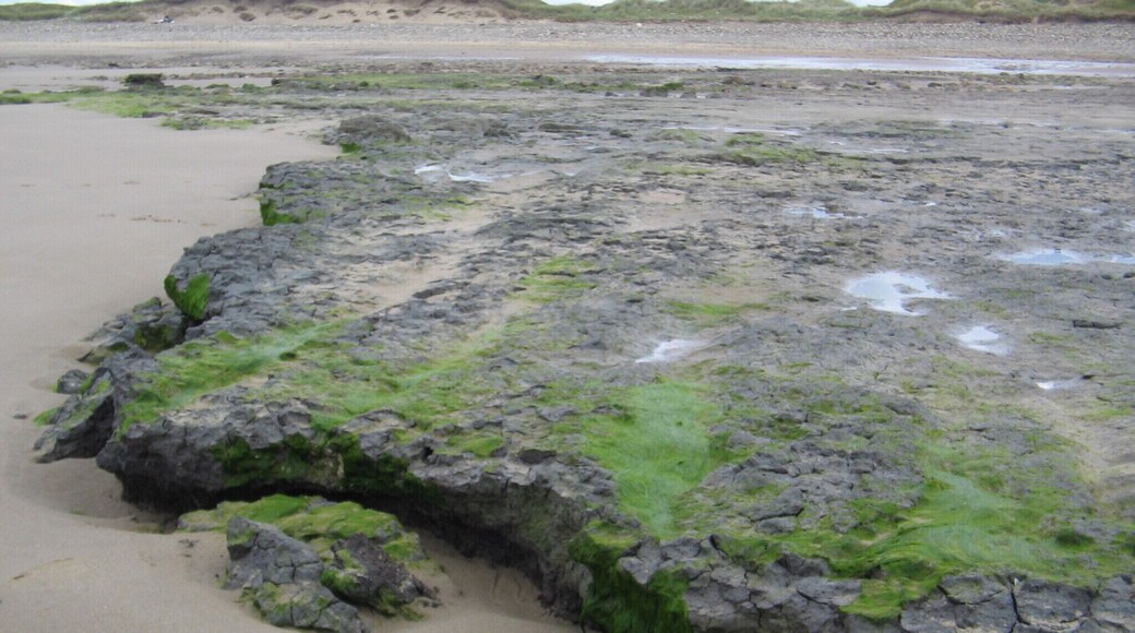 peet bed Kenfig beach