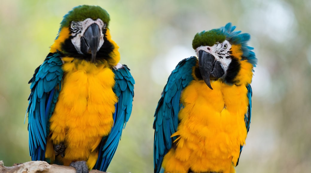 Blue-and-Yellow Macaws