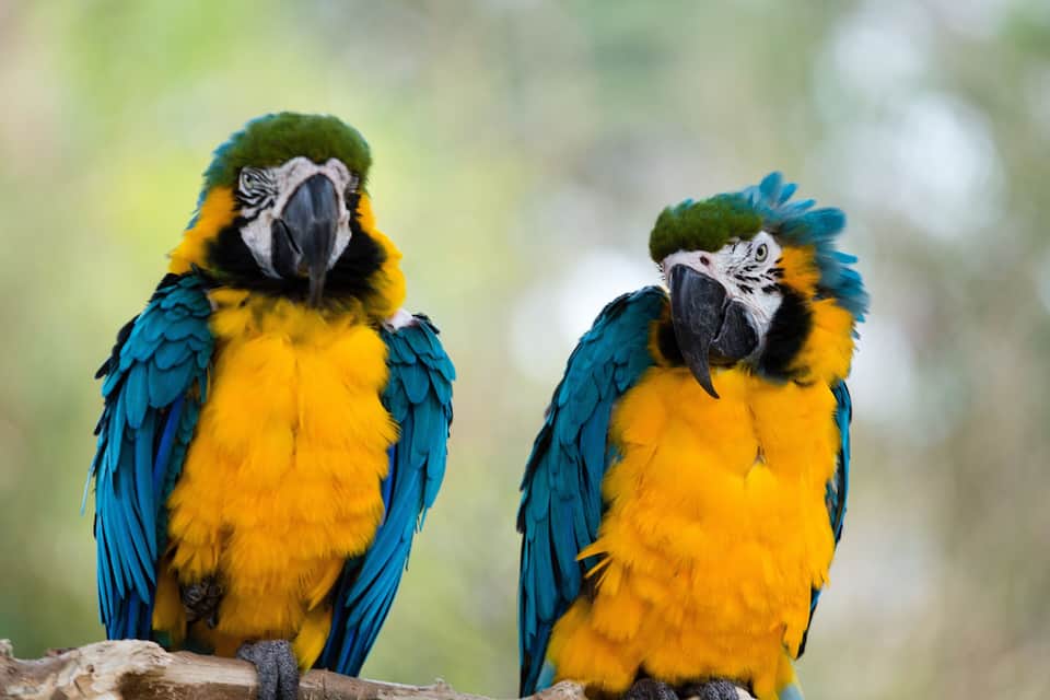 Dos guacamayos amarillos y azules resplandecientes posados en una rama.