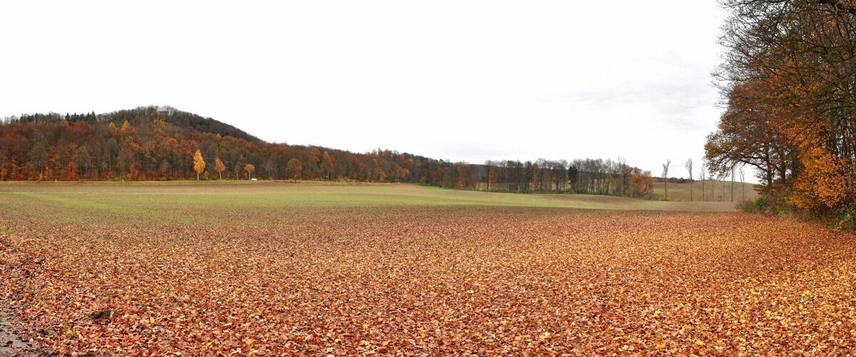 Blick nach Osten, 07.11.2010, 15:20Uhr